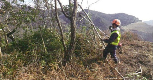 重機が入れない場合の伐採作業